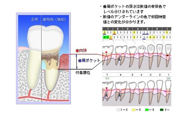 徳島県鳴門市 とみなが歯科医院｜tooth salon HERB記